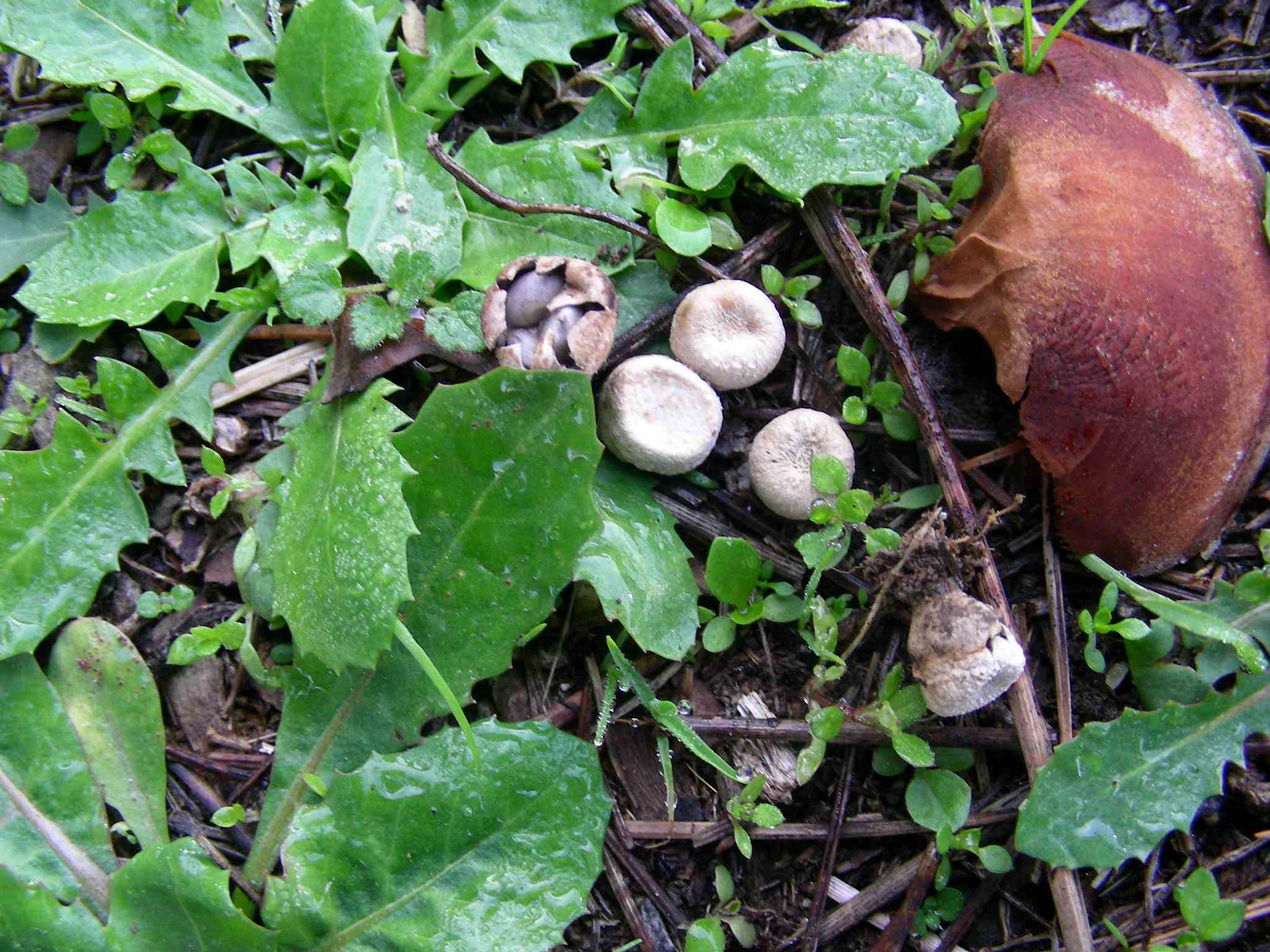 1851 Dicembre vecchio ritrovamento